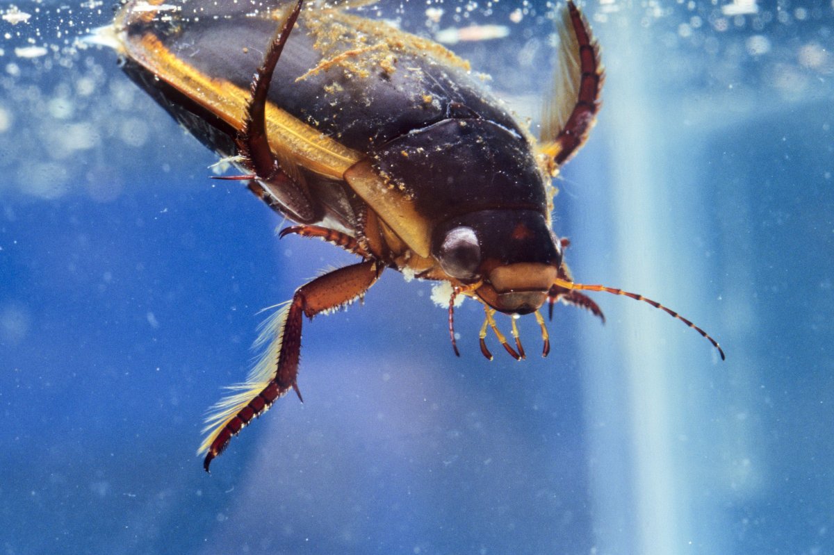 Жук плавунец