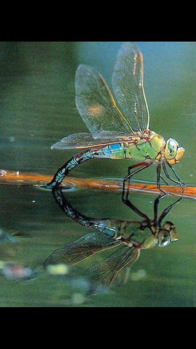 Медведка насекомое фото