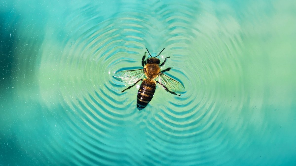 Паук Водомерка