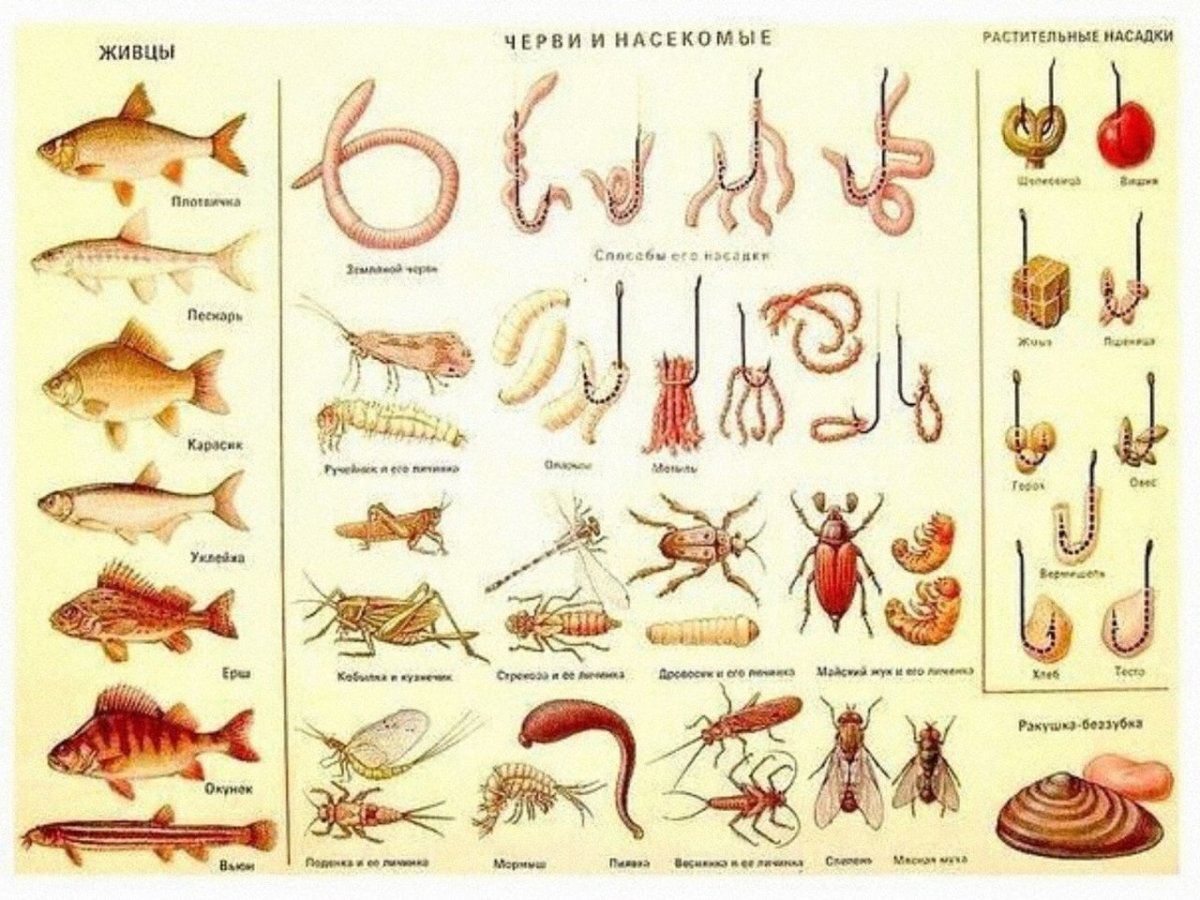 Кузнечик палочник