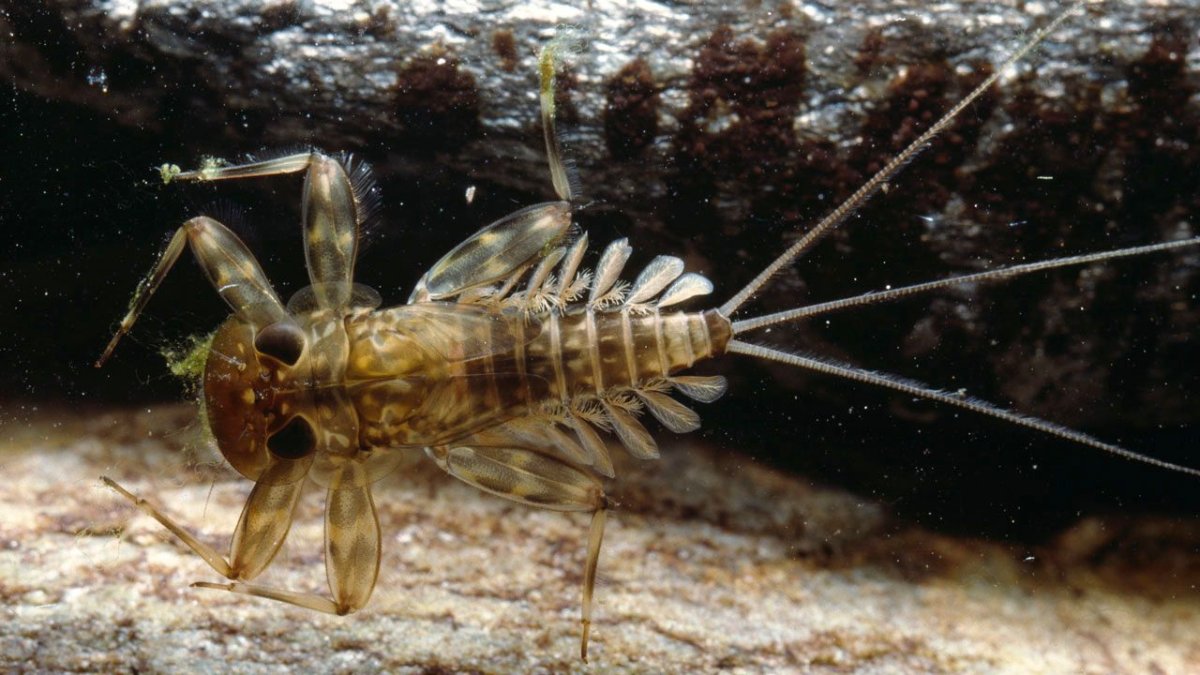 Водяной паук Argyroneta Aquatica