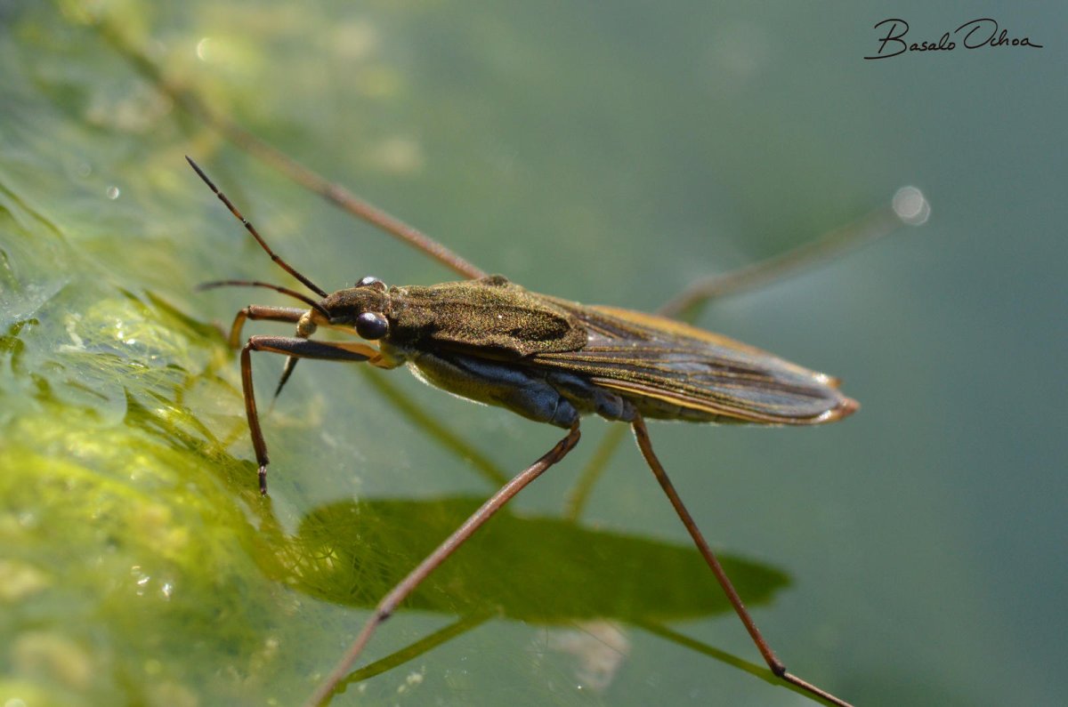 Личинка жука плавунца