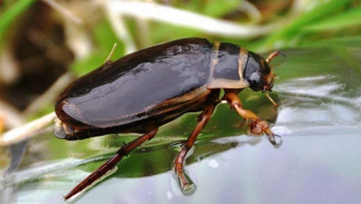 Gerris lacustris – Водомерка Прудовая