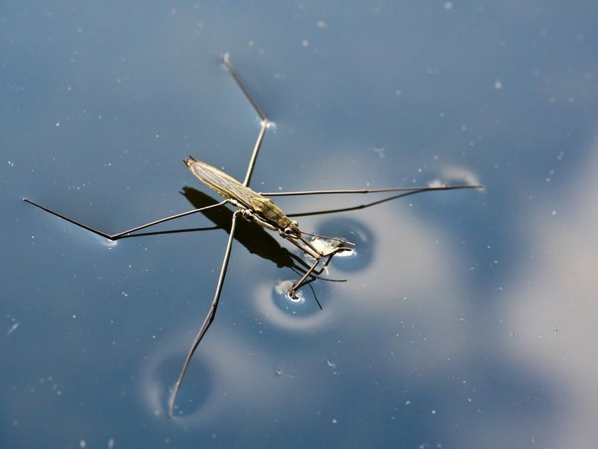 Водяная Стрекоза