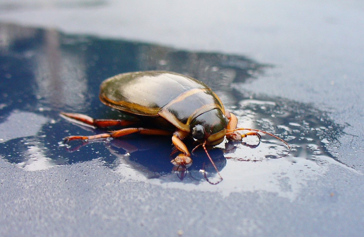 Жук водолюб