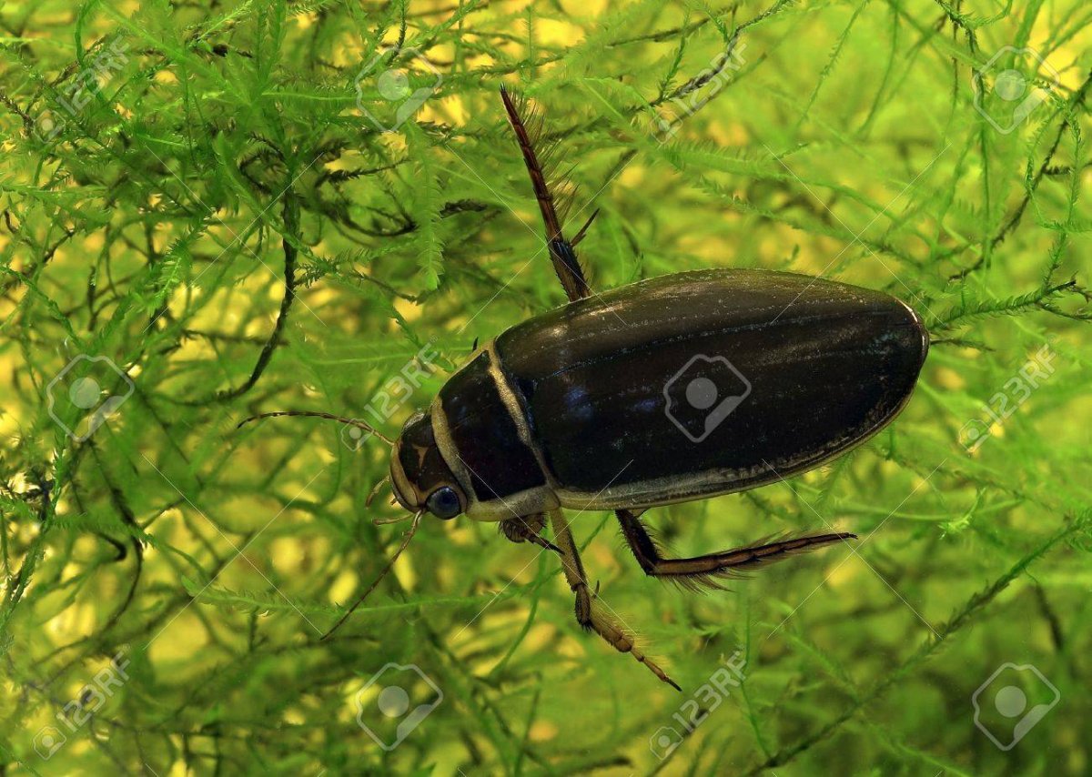 Личинка Notonecta