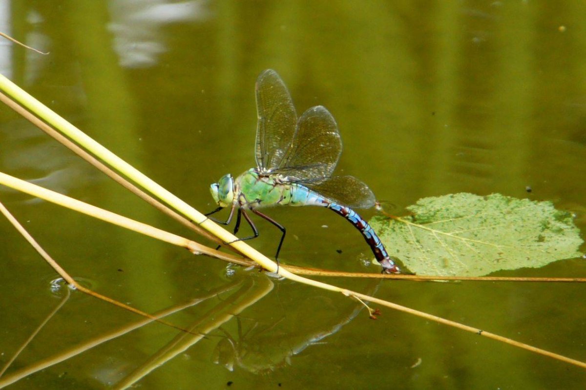 Lethocerus patruelis Водный клоп