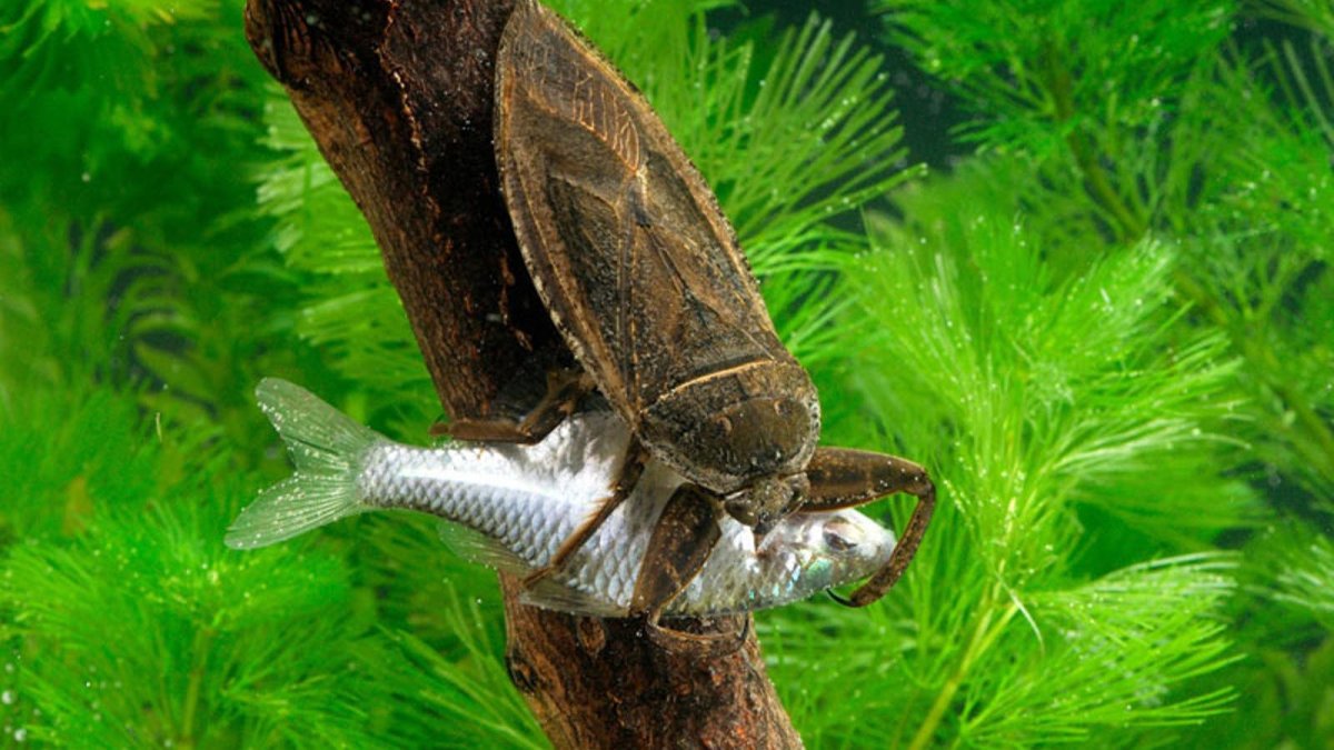 Подёнка (Potamanthus luteus)