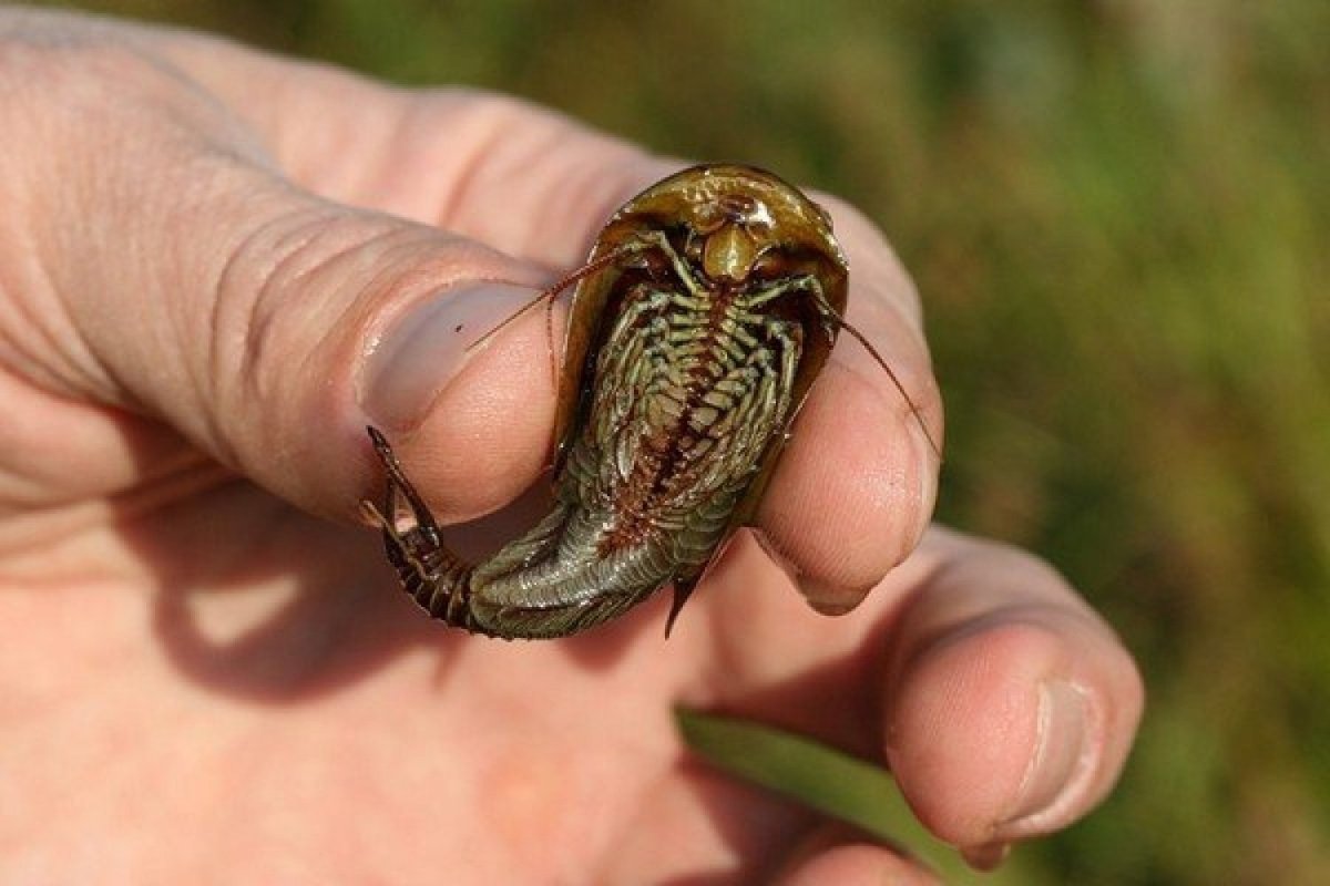 Рачок эпишура