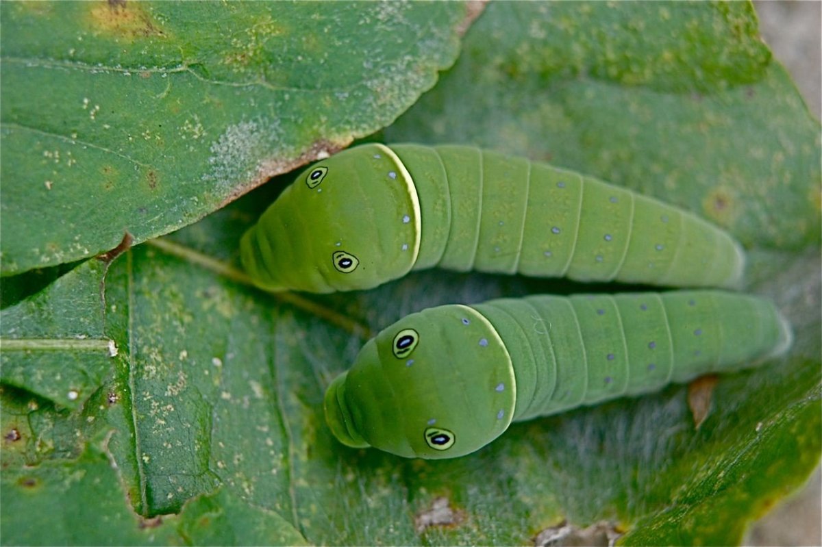 Катерпи гусеница похожая
