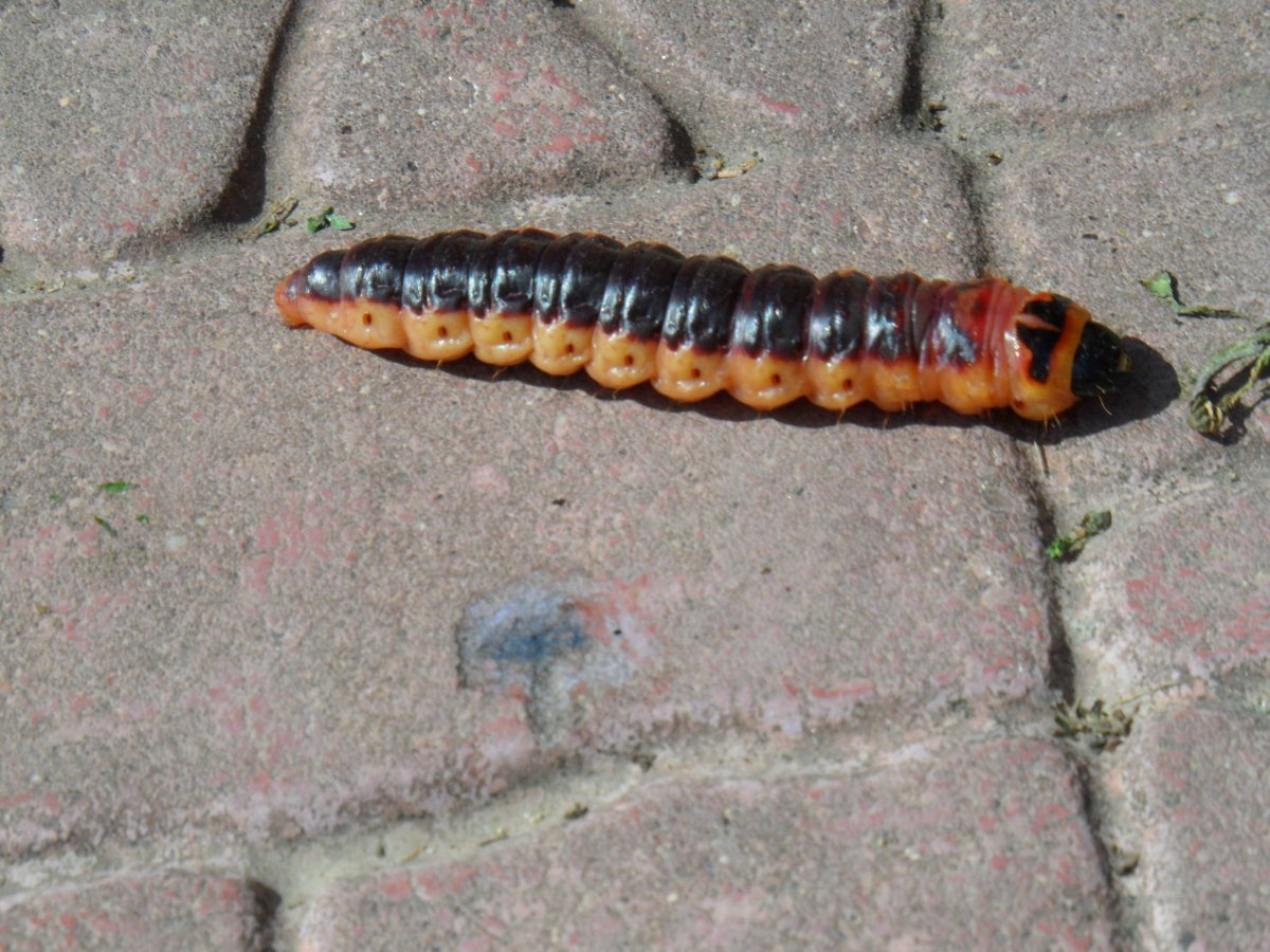 Личинка медведки в коконе