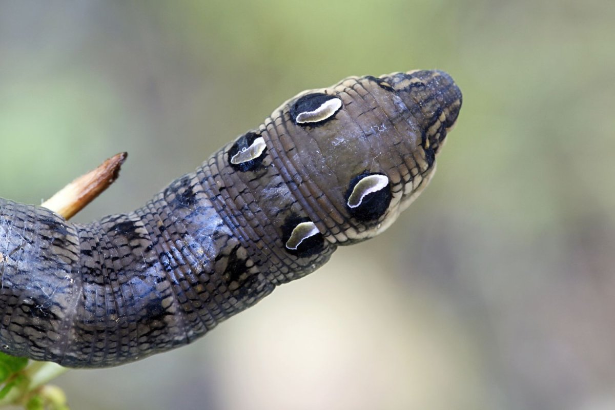 Гусеница Elephant Hawk Moth Caterpillar