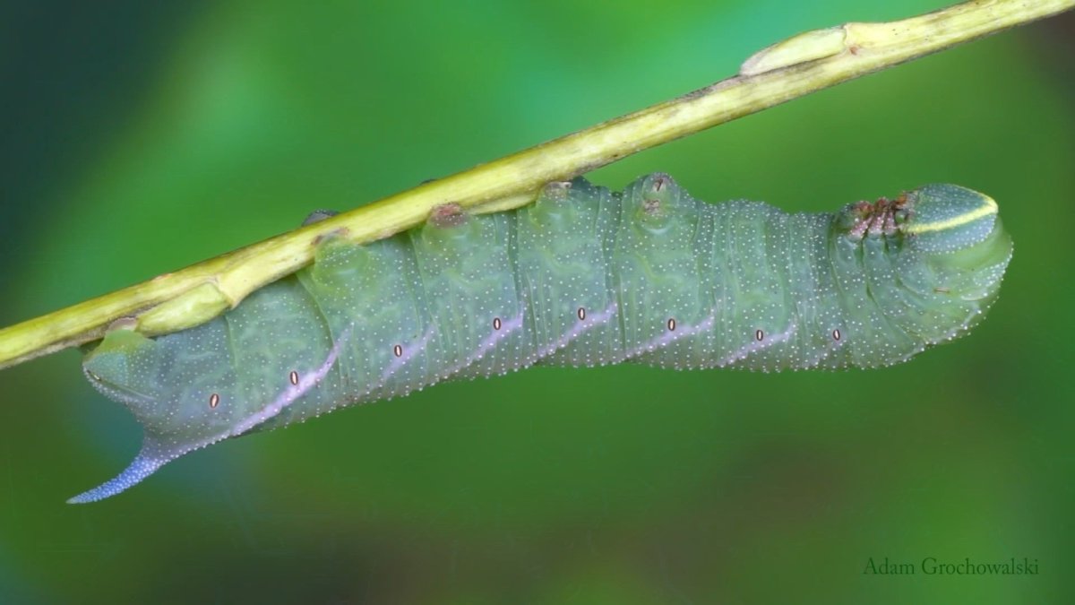 Гусеница Cerura vinula