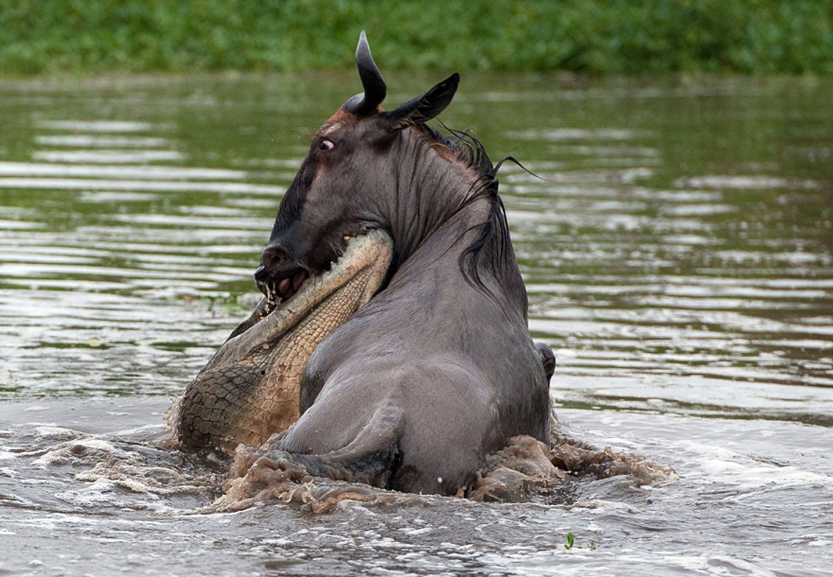 Антилопа крокодил Бегемот