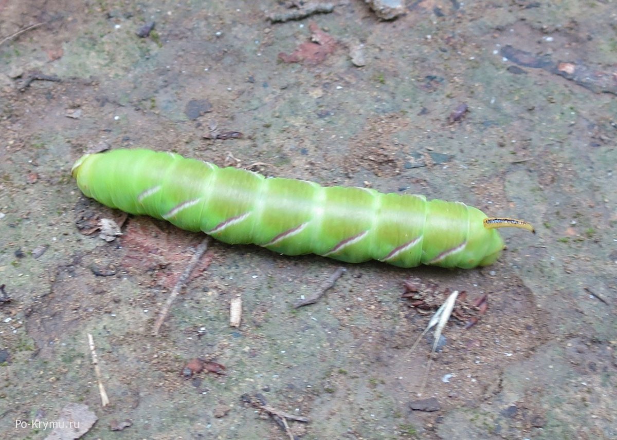 Гусеница Дубового БРАЖНИКА