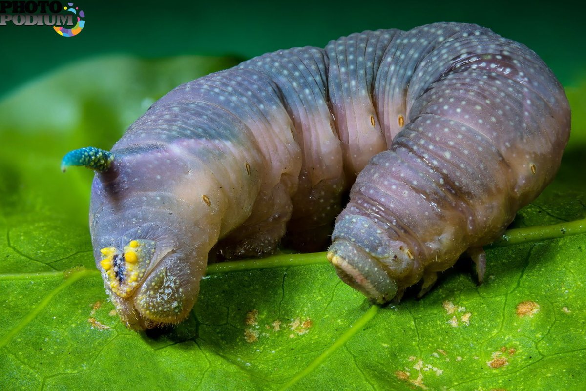 Гусеница бабочки Spicebush Swallowtail