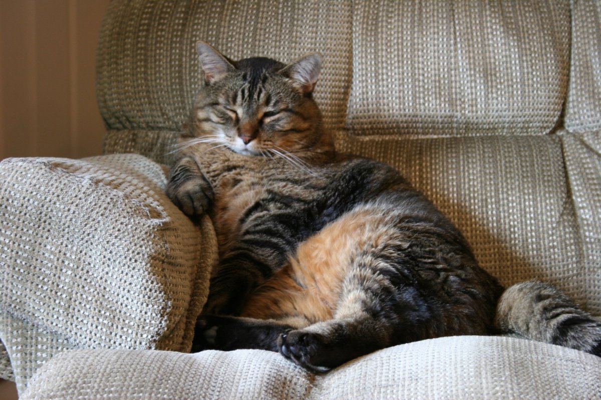 Котик лентяй