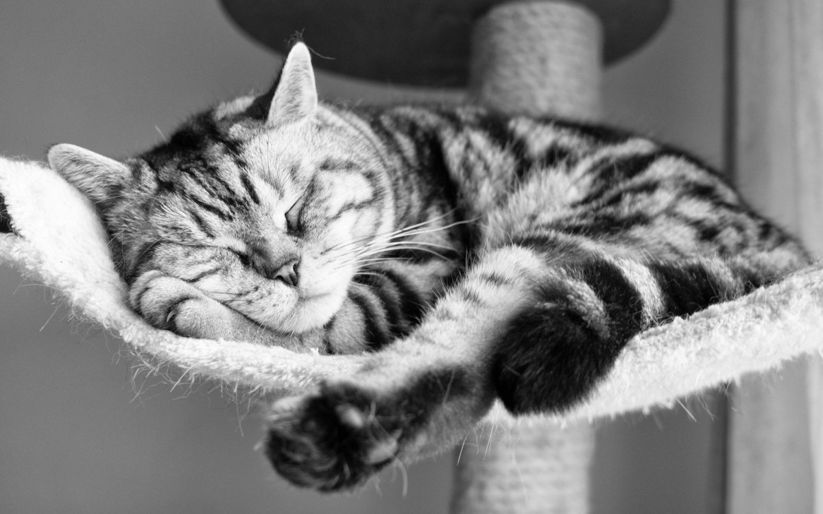 Японский художник Макото Мурамацу