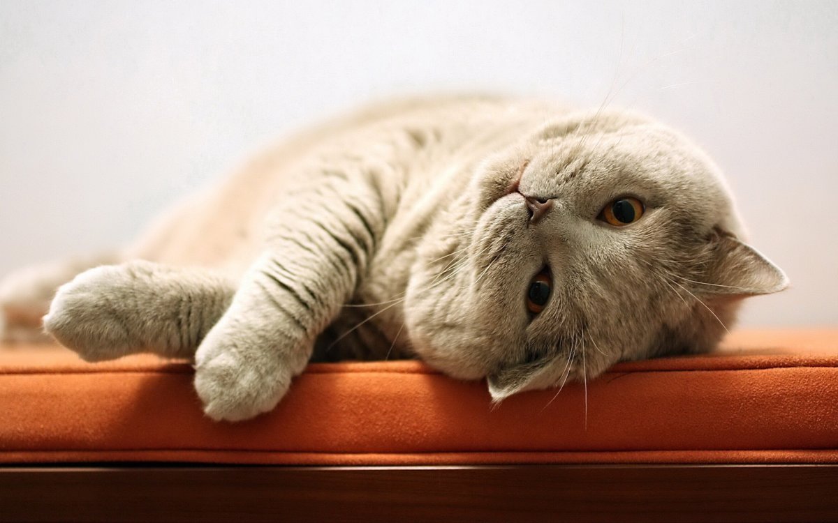 Кот лежит