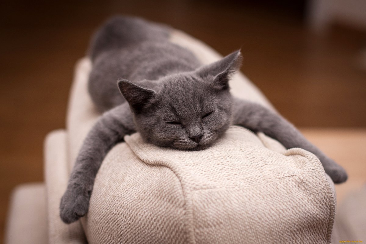 Кот на диване