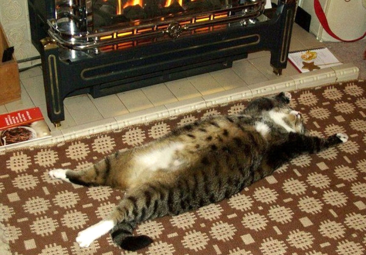 Ленивый рыжий кот