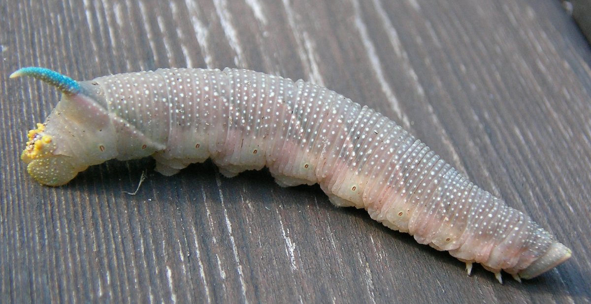 Mimas tiliae гусеница