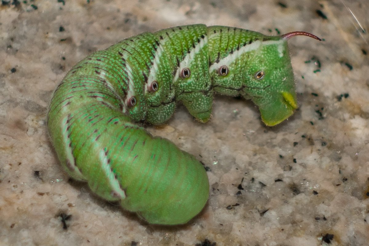 Бражник молочайный гусеница