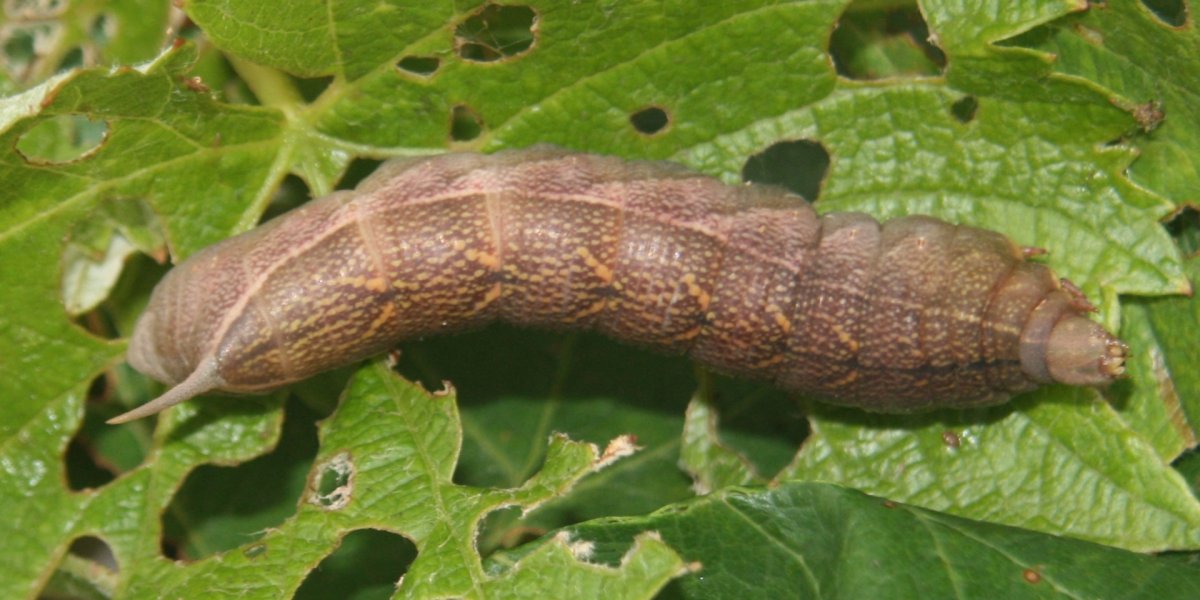 Стеблевой кукурузный мотылек гусеница