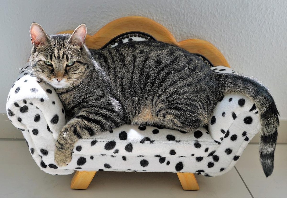 Довольная морда кота