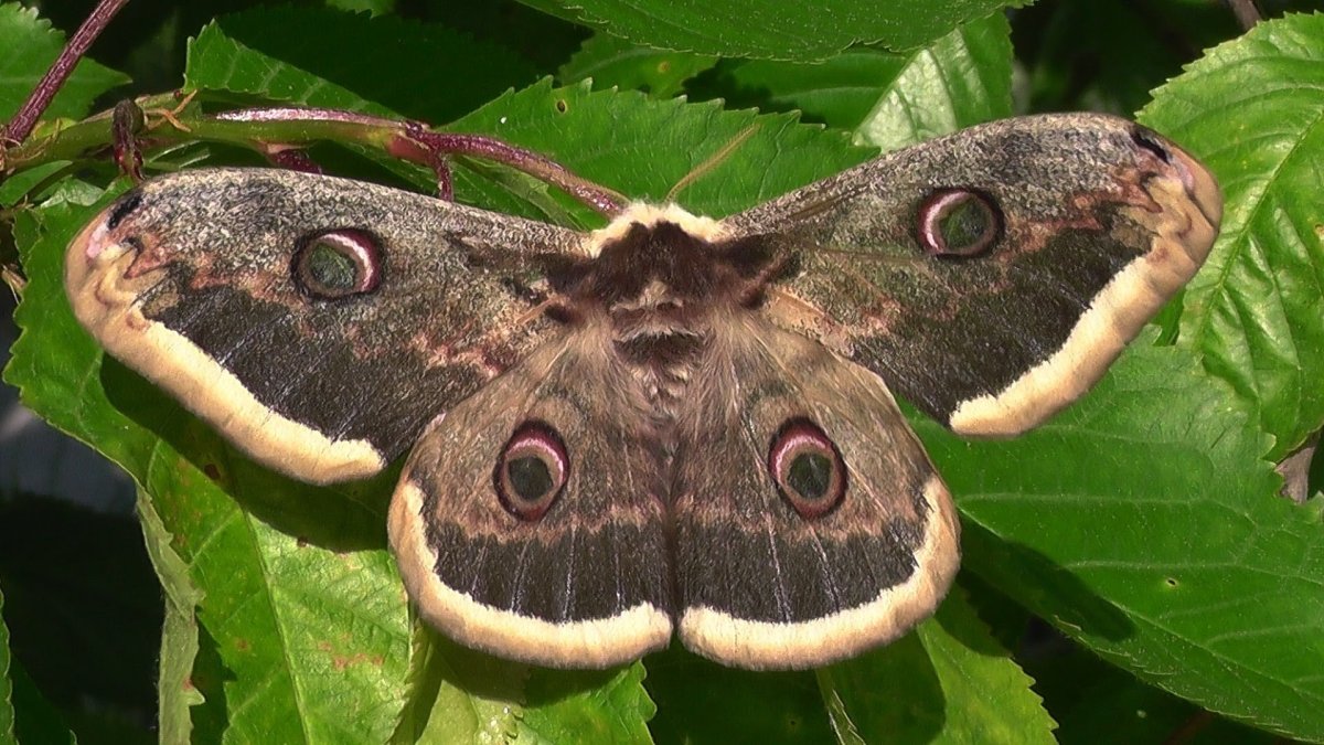 Acherontia Atropos гусеница