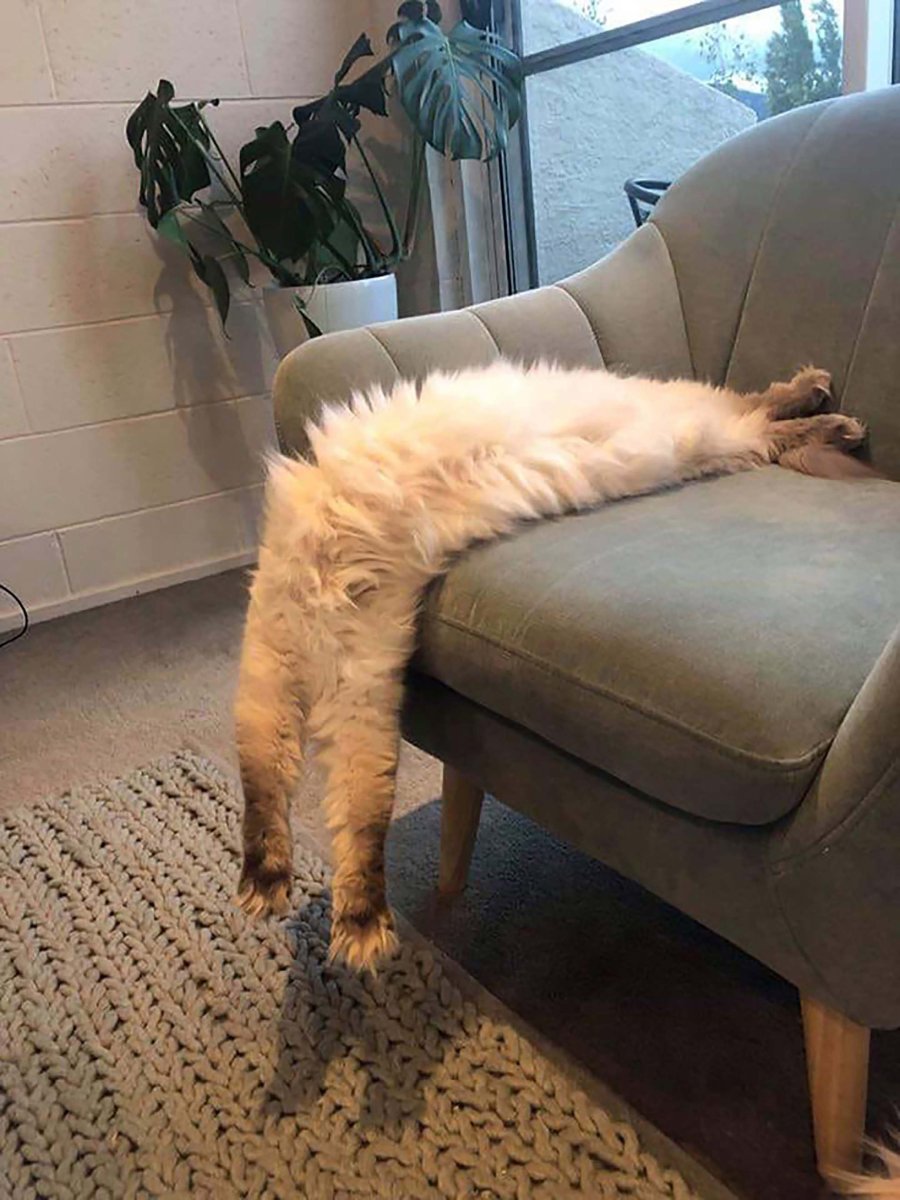 Кошка отдыхает