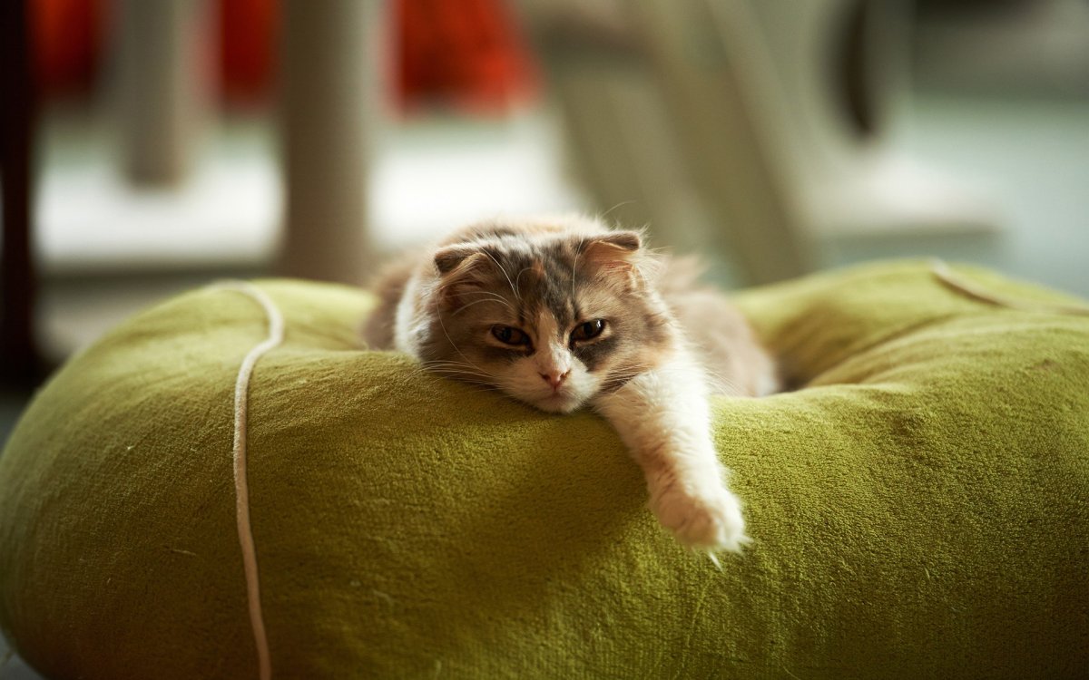 Смешной ленивый кот