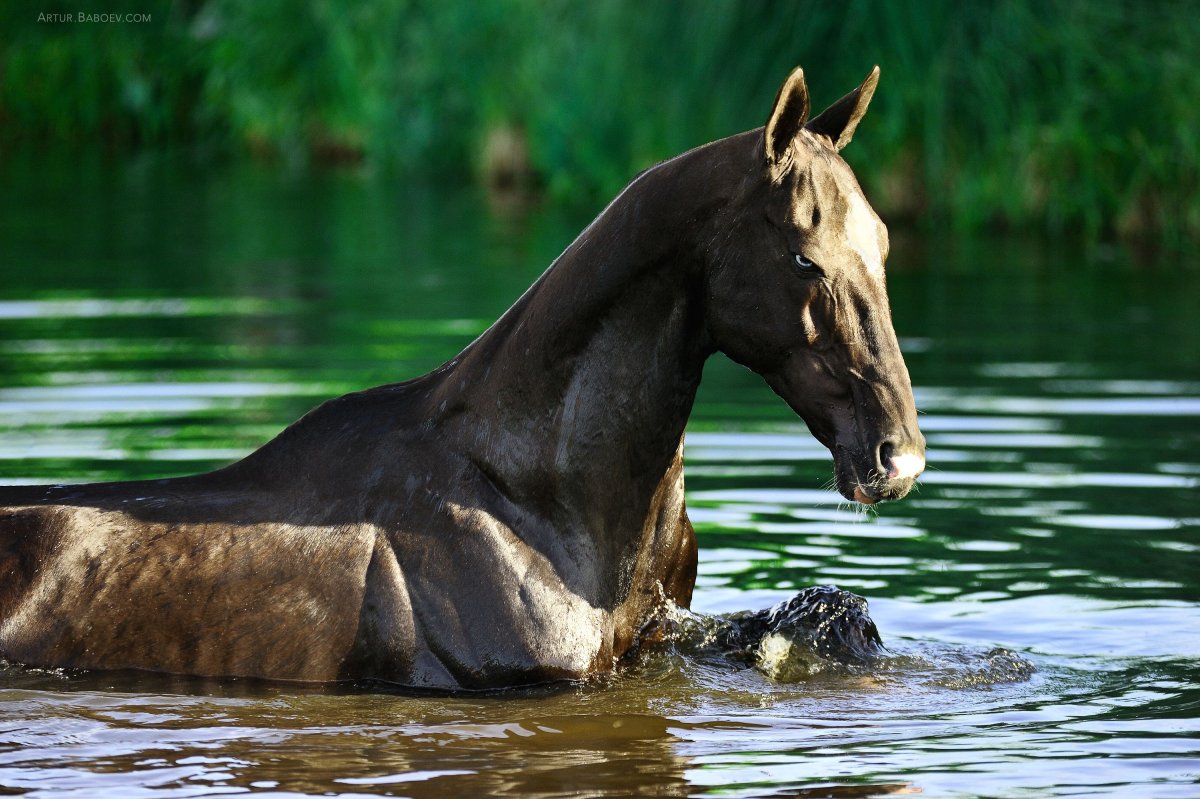 Тохтамыш ахалтекинец