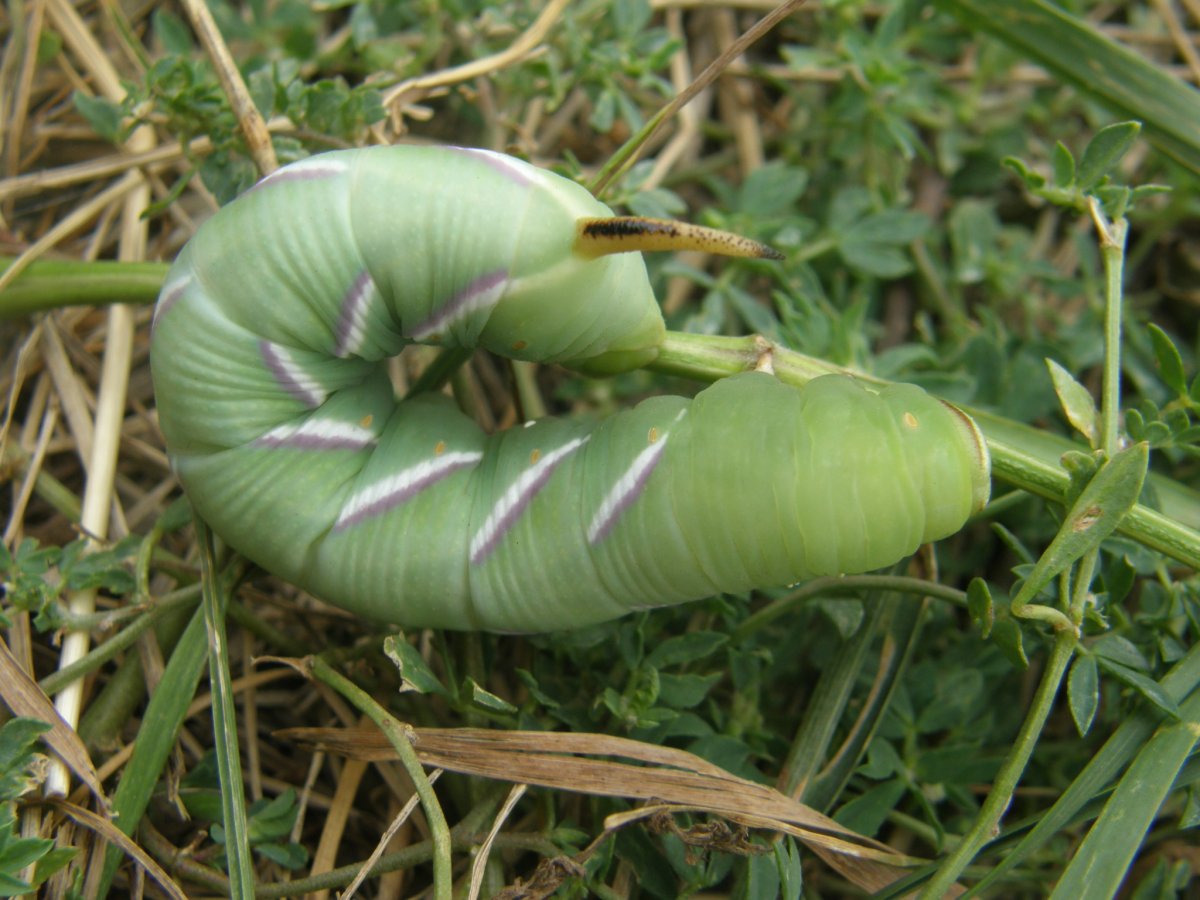 Sphinx ligustri гусеница