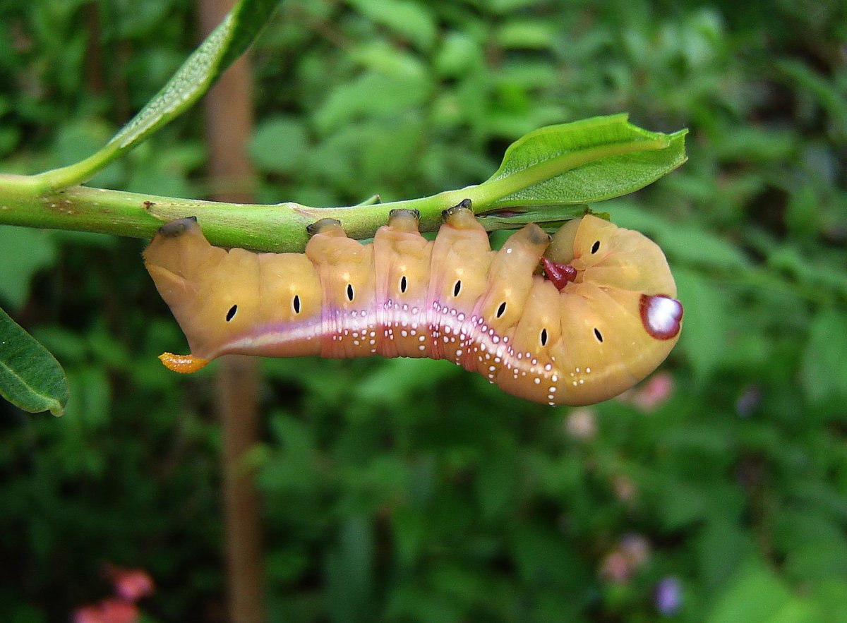 Зеленая гусеница капустница