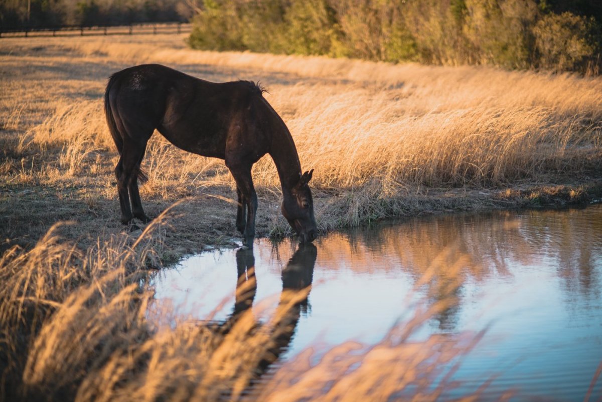 Лошадь около воды