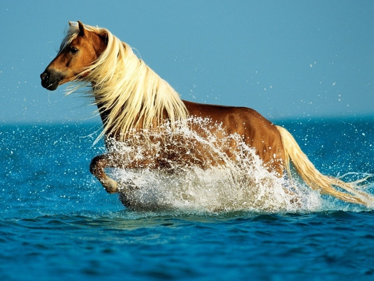 Морская лошадь