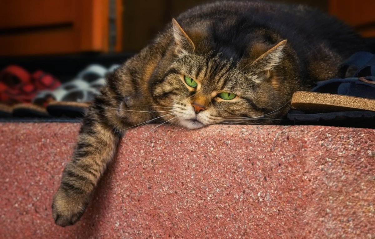 Ленивые коты