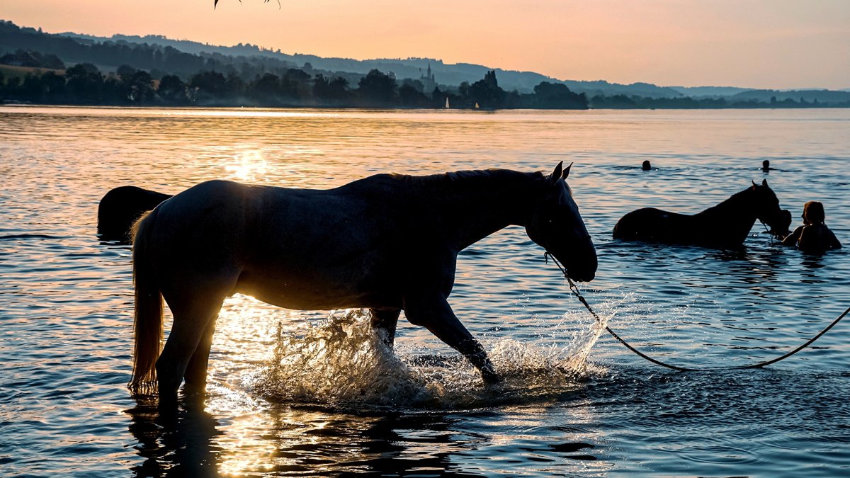 Лошади в воде