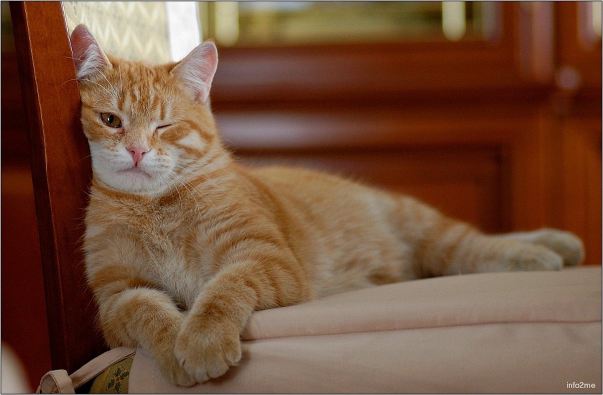 Кошка с книжкой