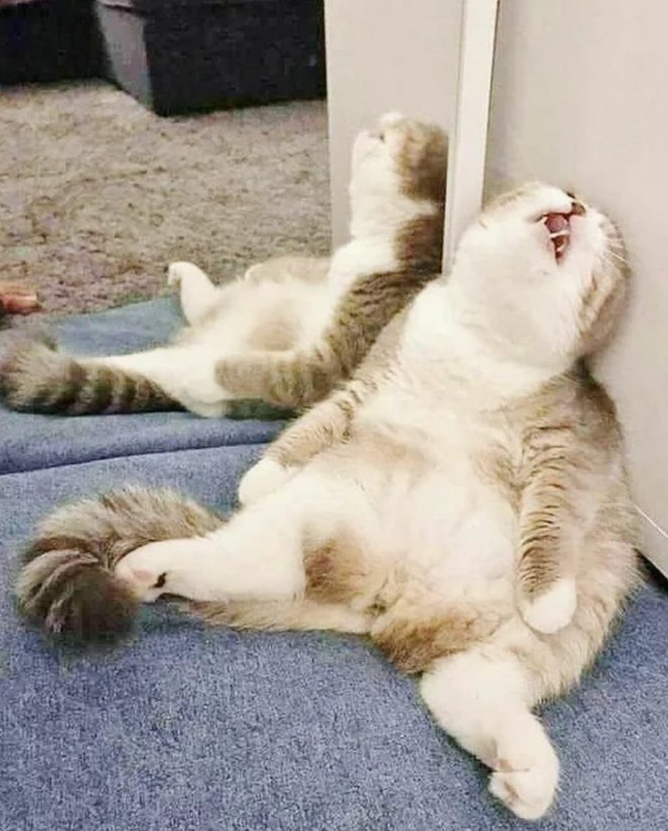Кот полосатый ленивый