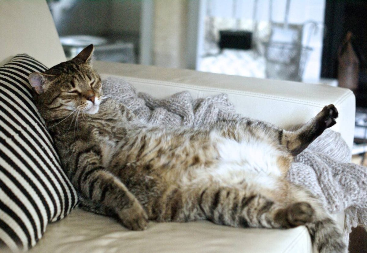 Уютные коты