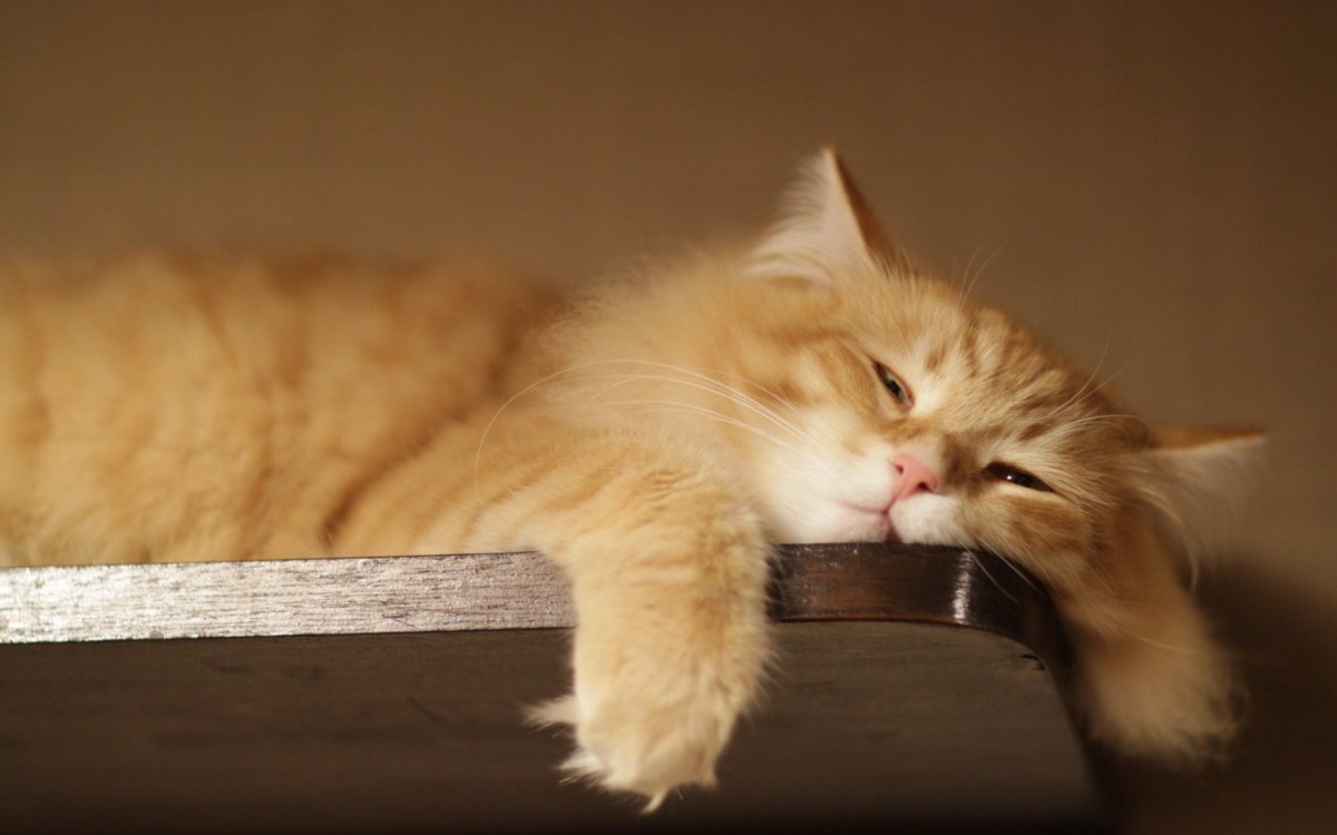 Кот балдеет