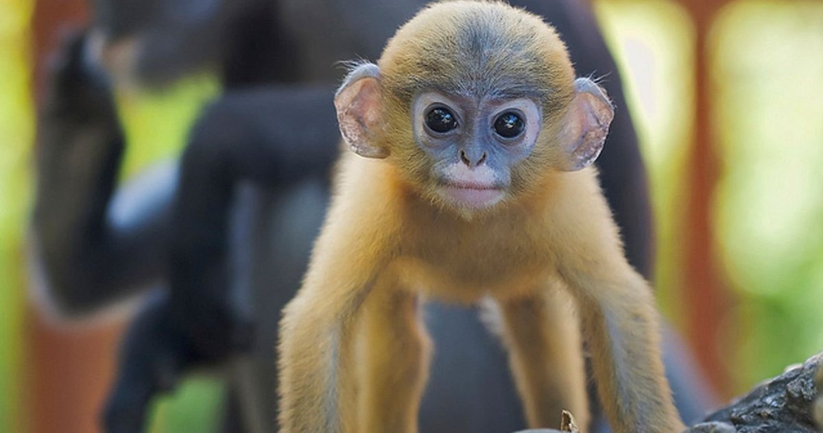 Самая красивая обезьяна