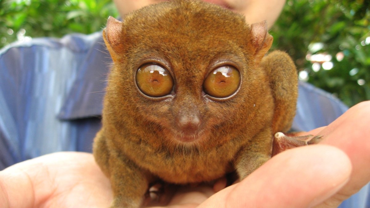 Ангел долгопят