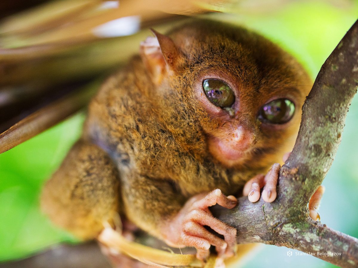 Маленькая обезьянка порода