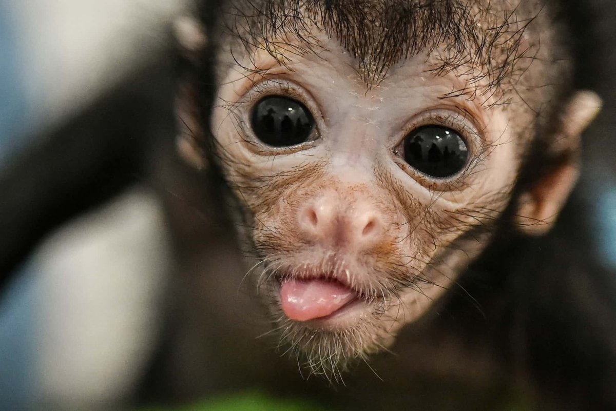 Лемур Лори толстый