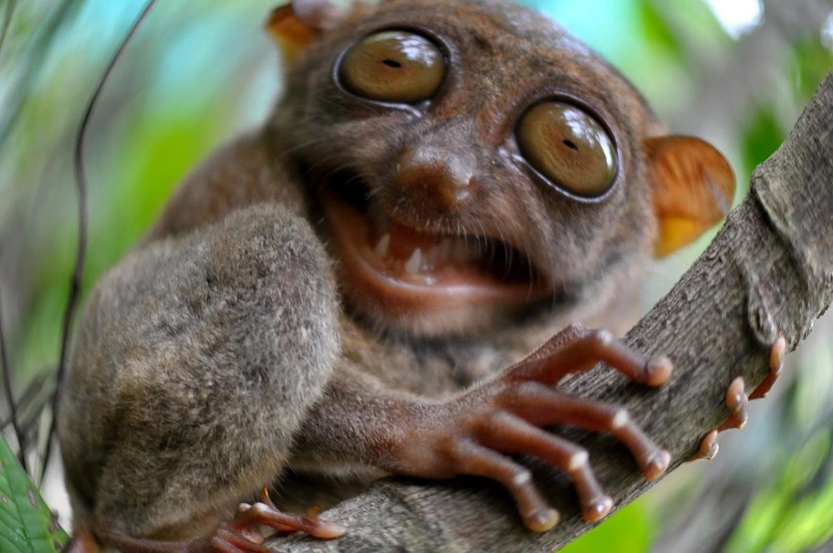 Обезьяна альбинос