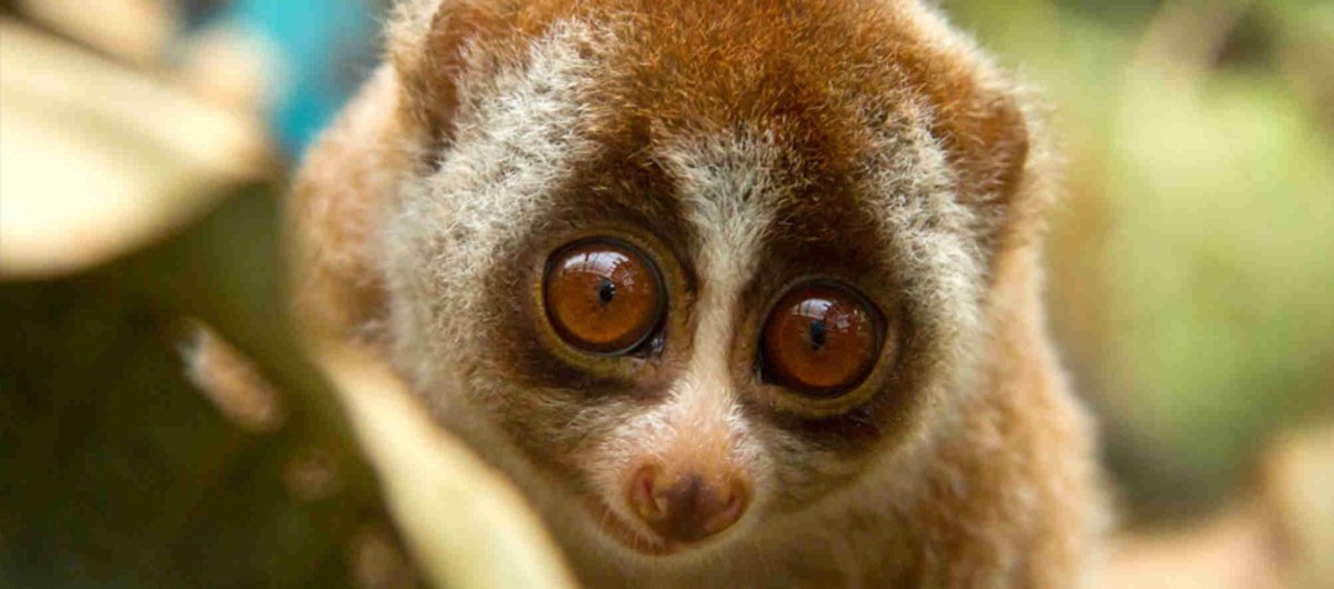 Лемур Лори глаза