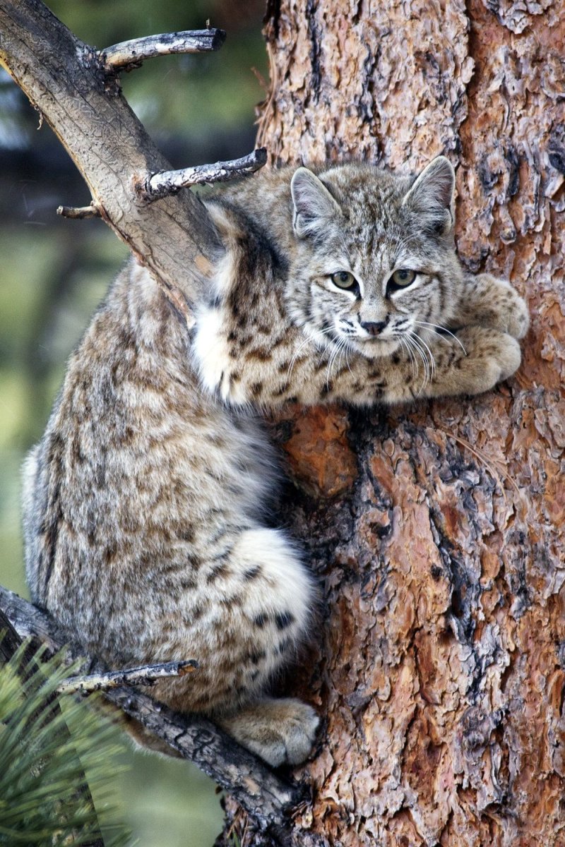 Бобкэт и Рысь разница